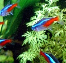 blaue Neonfische