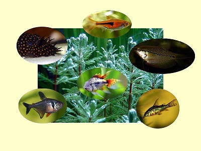 Fische