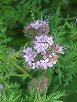 Phacelia Phacelia in Blüte
