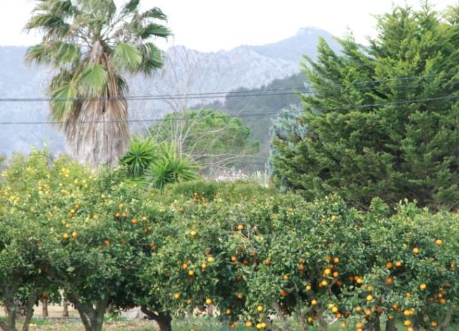 Blick auf den Cuculla mit Orangen im Vordergrund