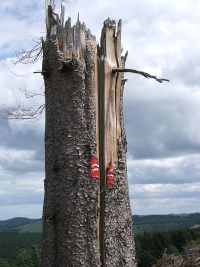 Wegezeichen auf gesplittertem Baum